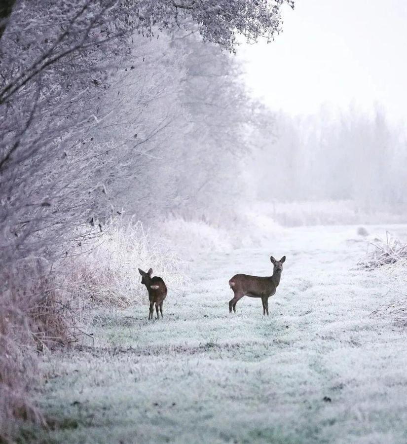 Prive In Bosrijke Omgeving Welkom Bij Het Ontsnapte Schaap In
