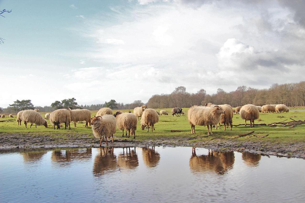 Prive In Bosrijke Omgeving Welkom Bij Het Ontsnapte Schaap In Jubbega-Schurega