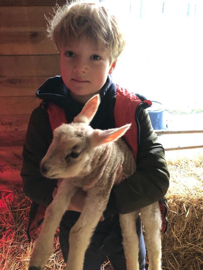 Holiday home Prive In Bosrijke Omgeving Welkom Bij Het Ontsnapte Schaap In *