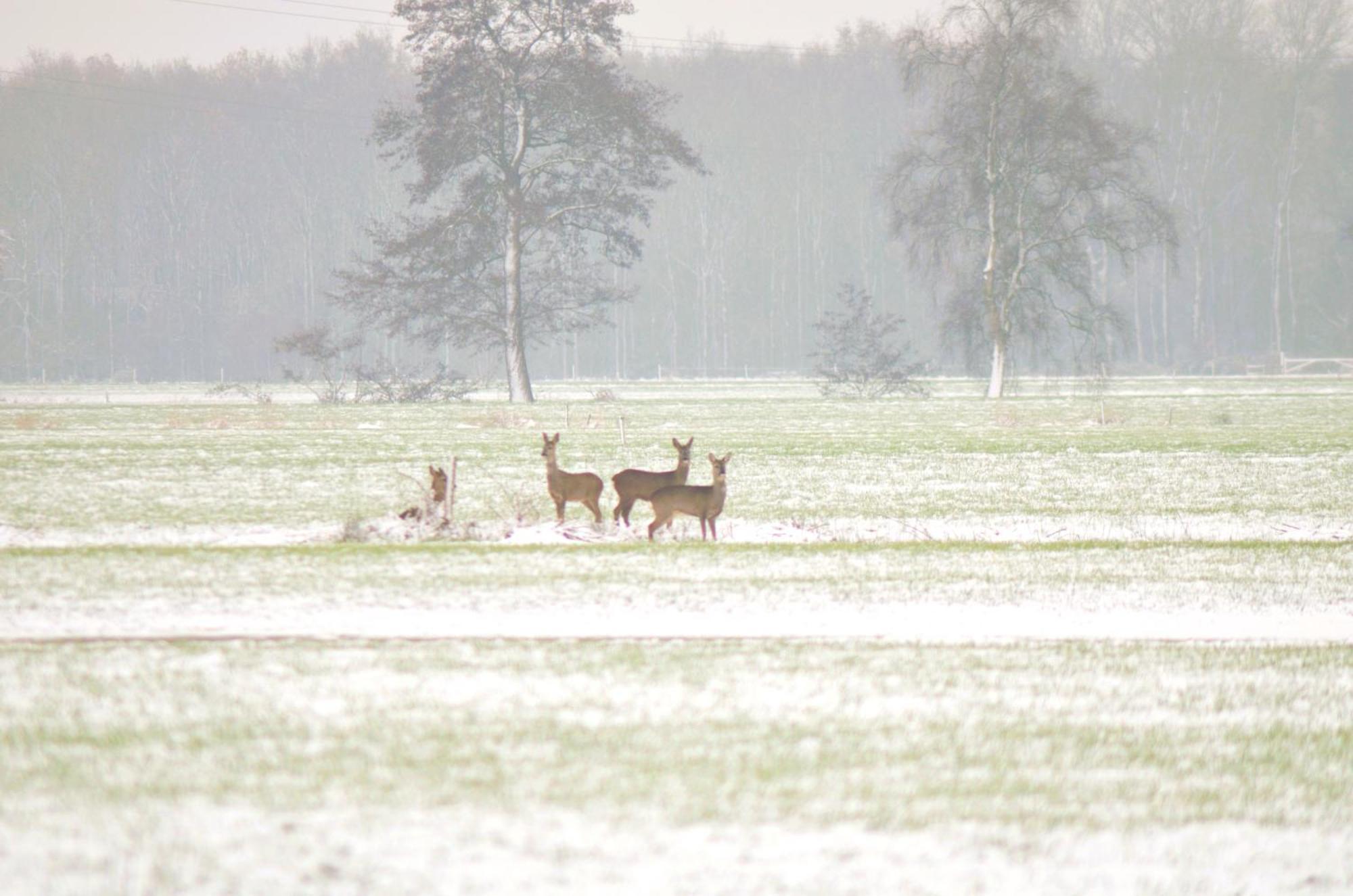Prive In Bosrijke Omgeving Welkom Bij Het Ontsnapte Schaap In Jubbega-Schurega